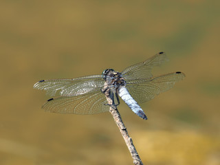 Kleiner Blaupfeil