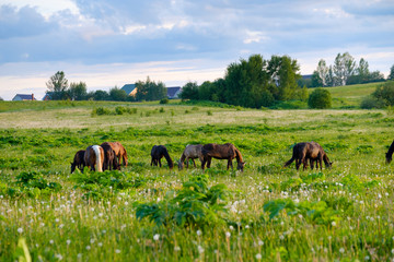 Horses are grazing in the meadow at sunset