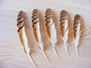 Feather from Bird of Preys (The Long-Eared Owl)