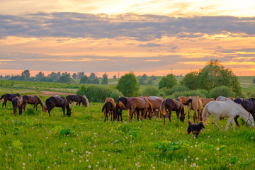 Horses are grazing in the meadow at sunset