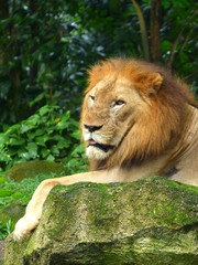 A lion with an amazing mane lies on a rock against the background of the rainforest