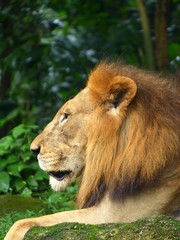 A lion with an amazing mane lies on a rock against the background of the rainforest