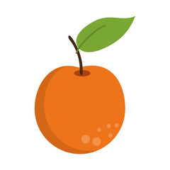 fruit icon image