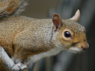 Ecureuil gris, sur une clôture, Hyde's Park, Londres