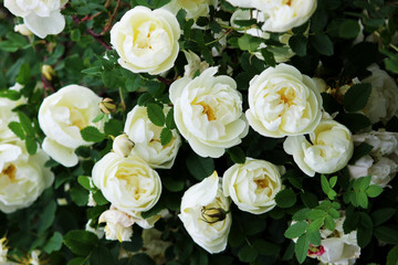 Obraz na płótnie Canvas Flowers of a tea rose blossomed on a bush in the garden near the house.