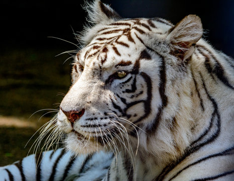 White tiger or bleached tiger (Panthera tigris tigris) Bengal