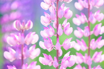 Fototapeta na wymiar Lupinus, lupin, lupine field with pink purple and blue flowers
