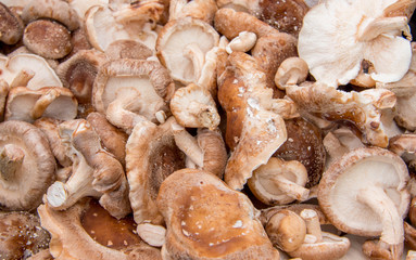 Shitaki Mushroom Background