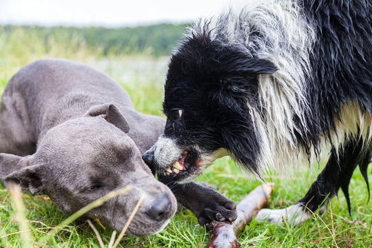 Border Collie shows his teeth to a young Pitbull
