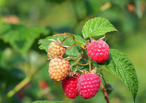 Tasty berries of raspberry on branches in a garden