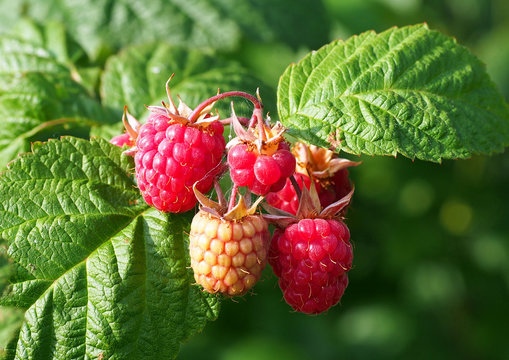 Tasty berries of raspberry on branches in a garden