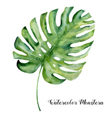 Watercolor tropical leaf of monstera. Hand painted evergreen tropic plant isolated on white background. Botanical illustration. For design, print or background