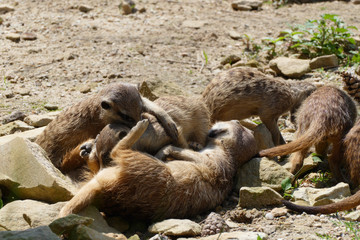 Obraz premium meerkat