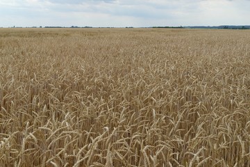 wheat field