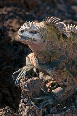 Galapagos marine iguana sitting on a lava rock at Isabela island, Galapagos.