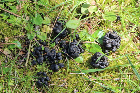 Crottes de chevreuil dans un jardin 