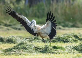 jungstorch
