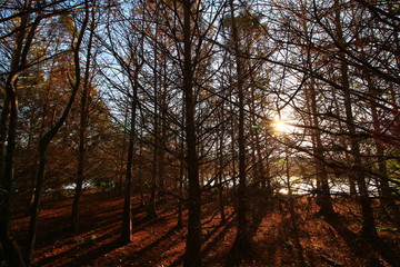 Fototapeta premium Wetlands