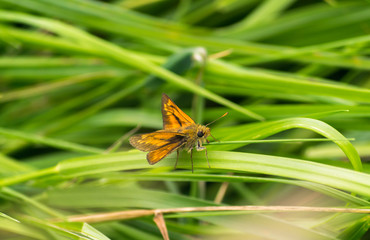 Large skipper butterfly