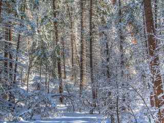 Fototapeta premium Hiking Sedona - winter