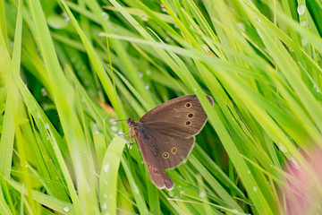 Ringlet butterfly
