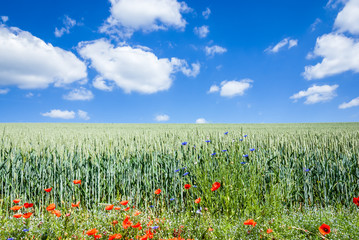 Natural edge of a corn field
The edge of the field was not treated with herbicide.
