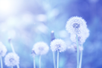 Dandelions on a background tinted in blue. Romantic art suited for postcards .