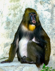 Mandrill (Mandrillus sphinx) Primate