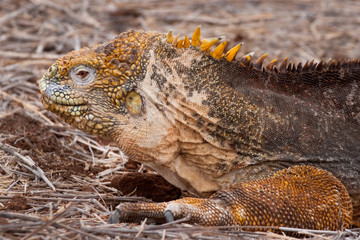 Yellow land iguana (endemic to the Galapagos islands), Ecuador.