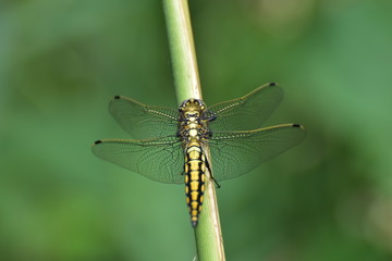 Dragonfly - 163594132