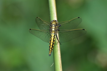 Dragonfly - 163594148
