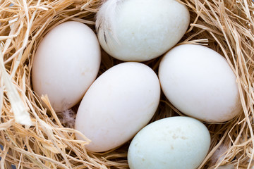 Duck eggs nest, spring Easter symbol.