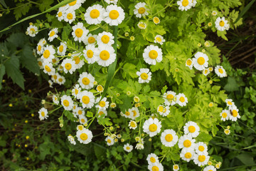 Chrysanthemums with small white flowers