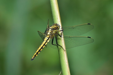 Dragonfly - 163594179