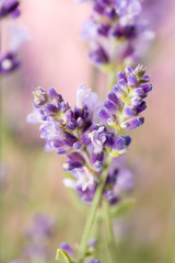 Lavender flowers.