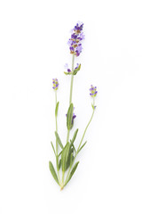 Fototapeta na wymiar Lavender flowers.