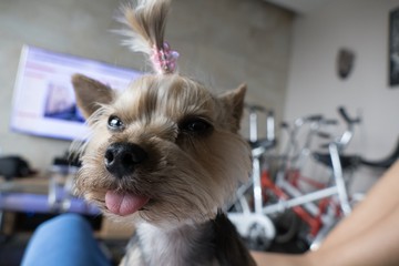 YORKSHIRE TERRIER LILY