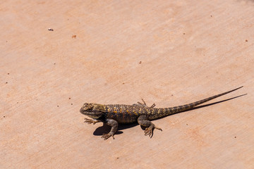 Lizard on Concrete with Copy Space