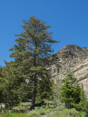 Tall green pine tree stands in the center of a rocky mountain canyon in the American West.