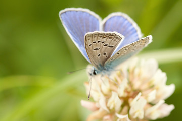 Wonderful beige-blue butterfly on a flowering clover