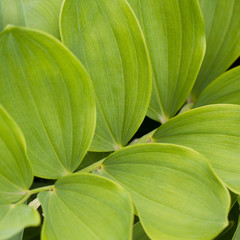 Decorative green plant with opposing oval leaves