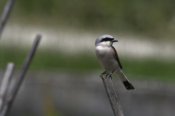 Neuntöter (Lanius collurio) Rotrückenwürger - Red-backed shrike