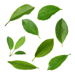 Cherry leaves isolated on white background. Collection