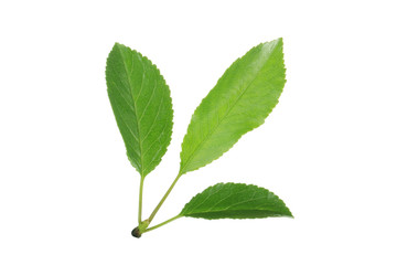 Fototapeta premium Cherry leaves isolated on white background