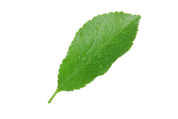 Fototapeta na wymiar Cherry leaves isolated on white background