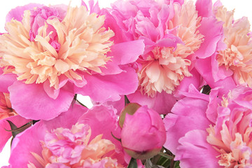 Beautiful colorful peonies, closeup