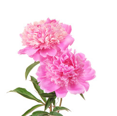 Beautiful peony flowers on white background