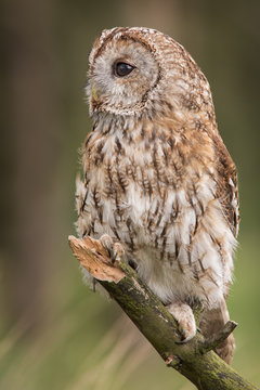 upright vertical portrait photograph of a Tawny owl perched on a branch looking to the left