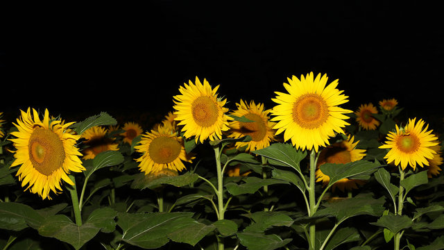 Sunflower field against a black background