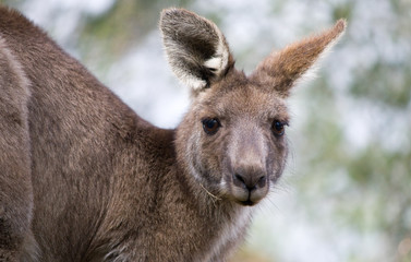 Fototapeta premium Eastern Grey Kangaroo